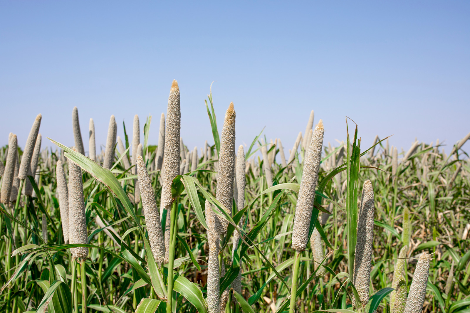 200 Pearl Millet Ornamental Grass Seeds. Organic. USA Seeds. Ships free