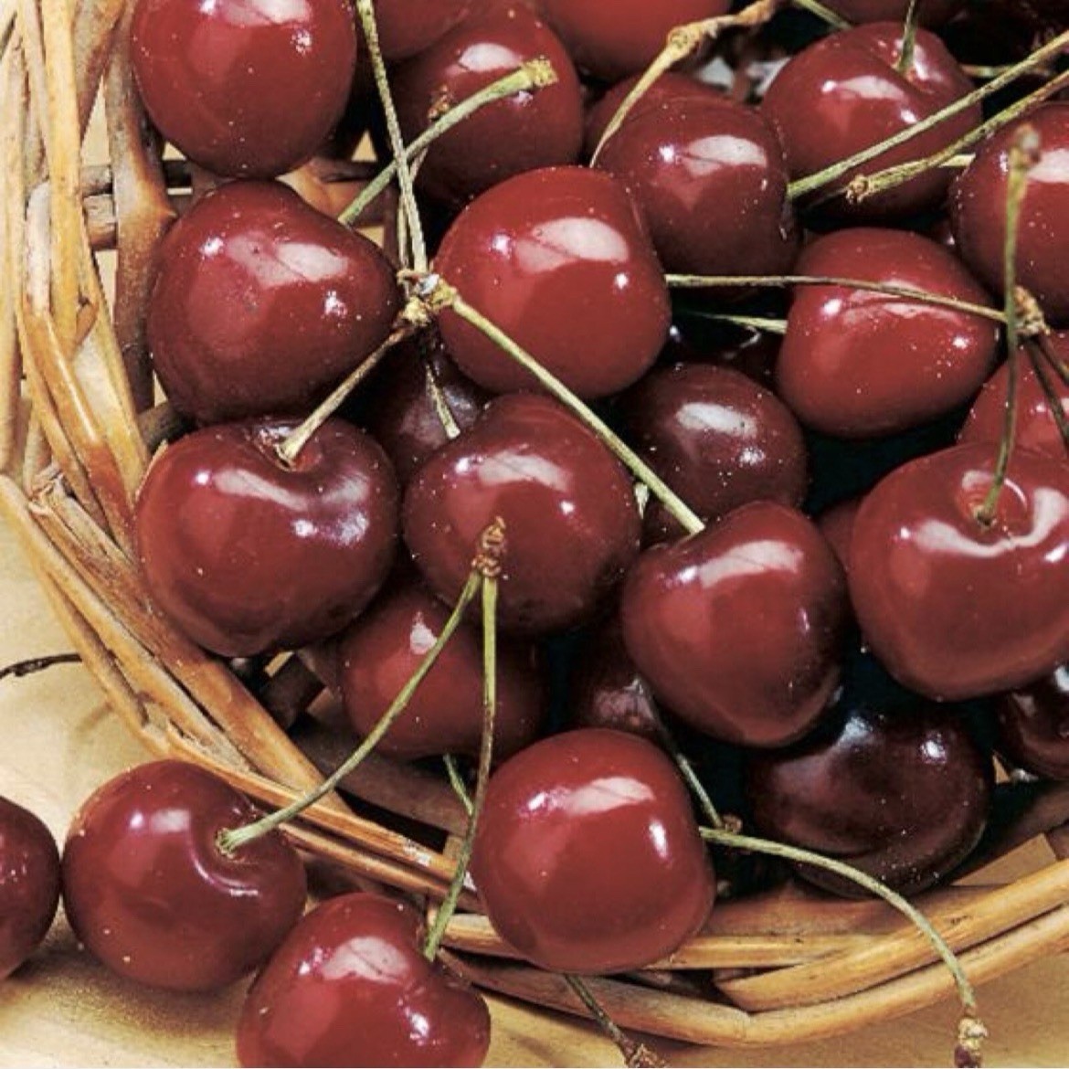 Schmidt’s Bigarreau Sweet Cherry 6-12 inches grafted plant dormant