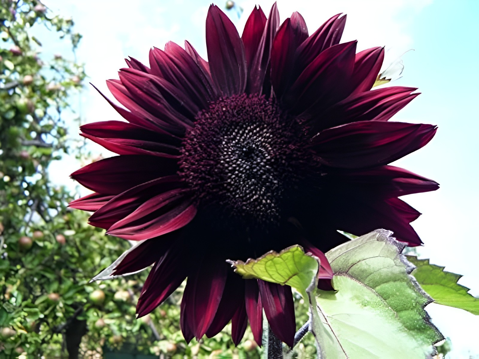 50 Chocolate Cherry Sunflower Seeds – Deep Red to Chocolate Blooms – Stunning!!