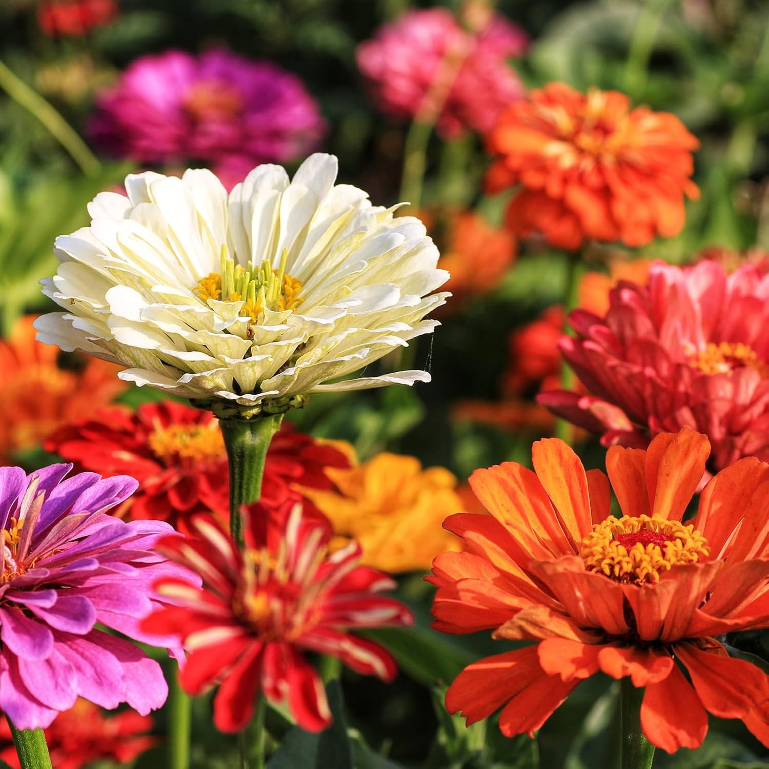 Zinnia Seeds for 2026, California Giant Zinnia Seeds Bulk, 20,000+ Double Dahlia