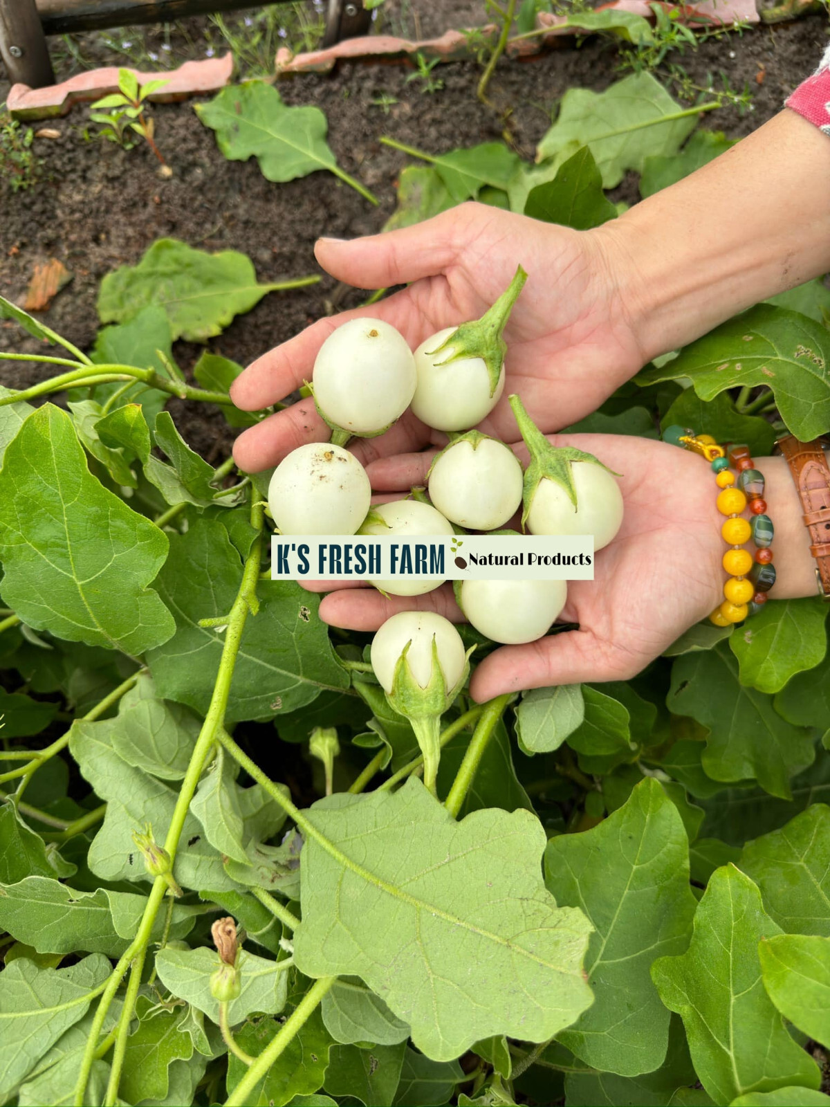 Eggplant Seeds(White+Purple Round/Long Purple/Green Thai) Cà Pháo/ Cà tím/Cà dĩa