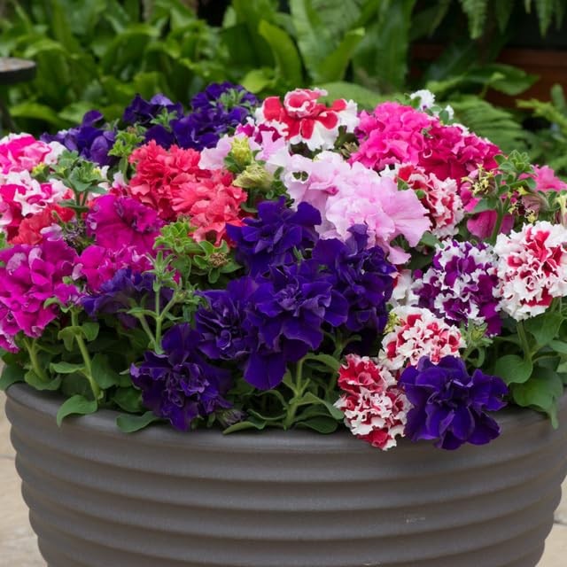 300+ Double Dwarf Petunia Seeds Mixed Colors, Perfect for Outdoor Gardens, B…