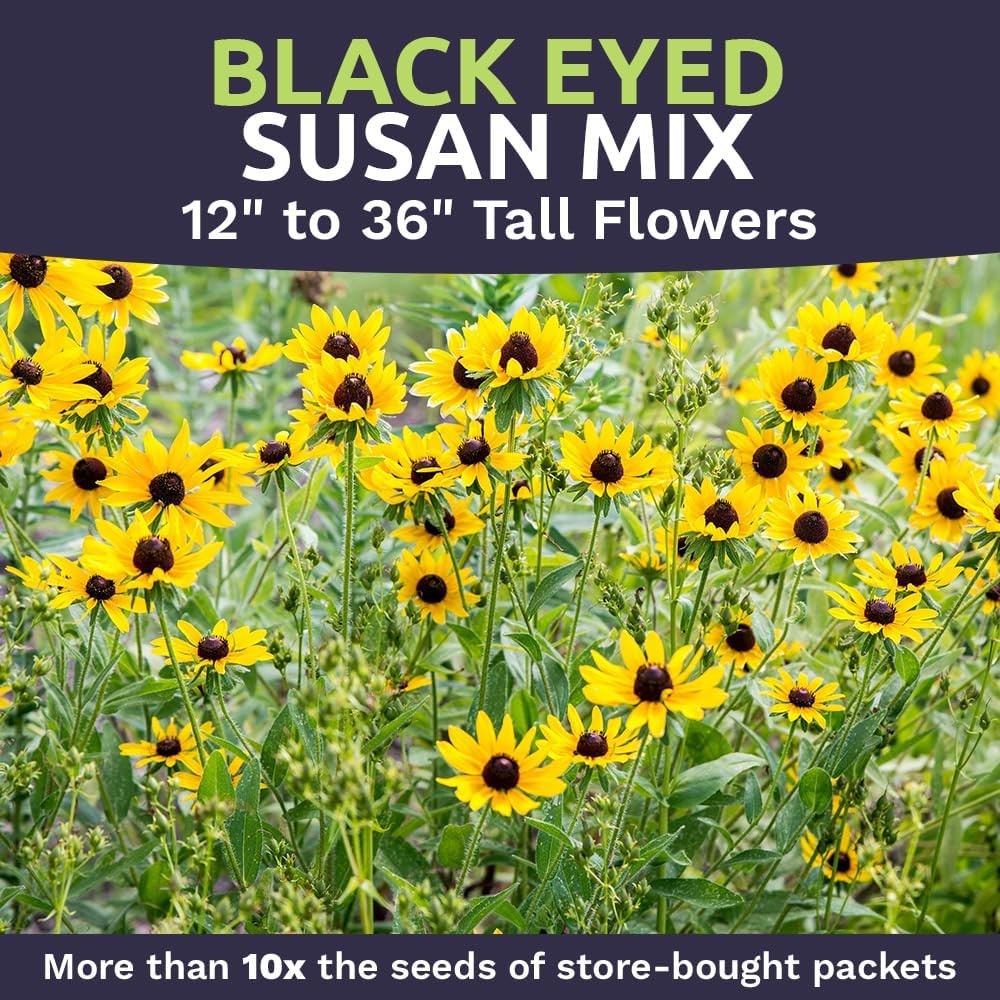Black Eyed Susan – Bulk Quarter Pound Bag – over 400,000 Open Pollinated Non-Gm