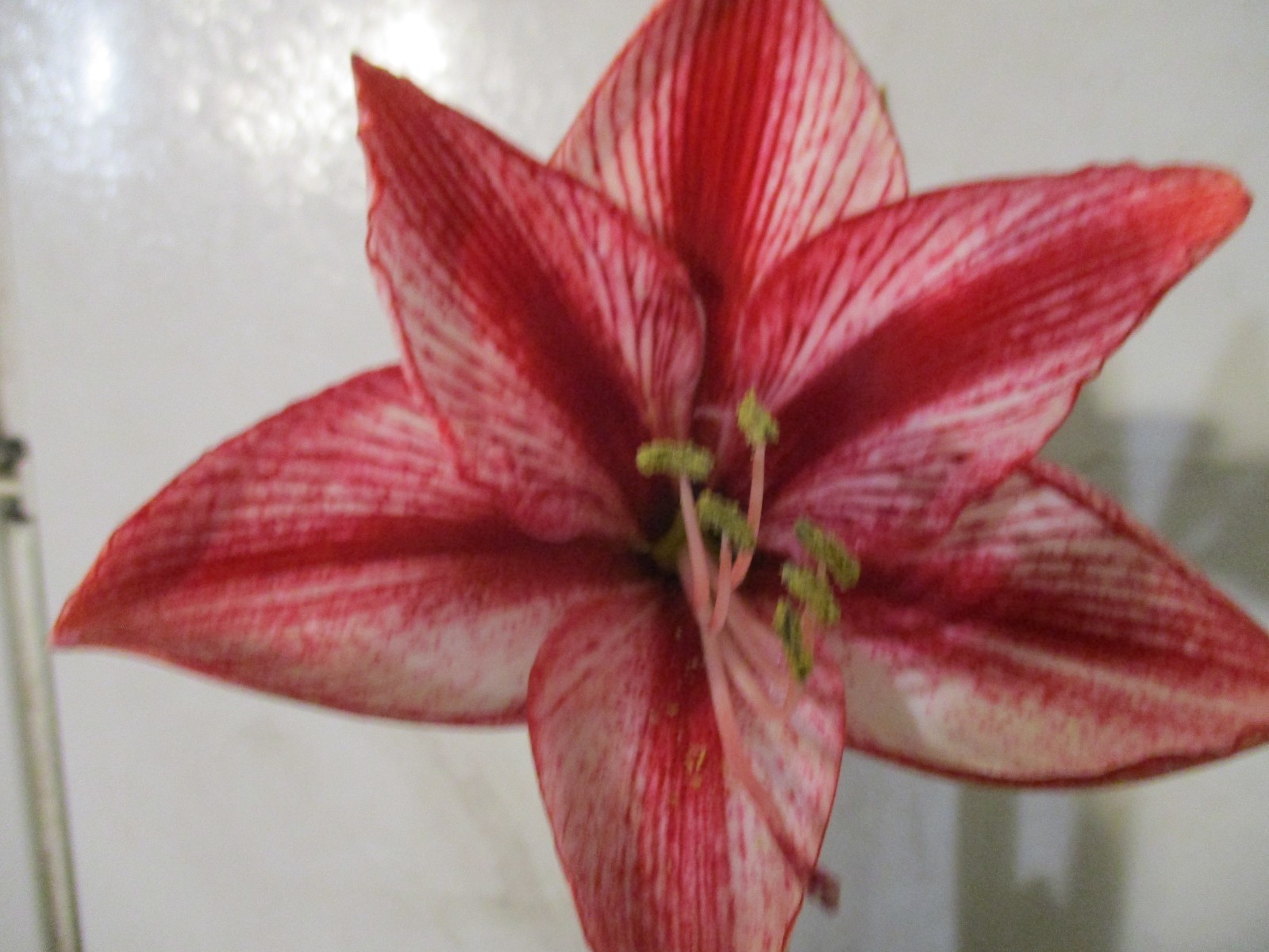 15 Amaryllis seed, Revelation X 1,000 Stars, refrig., Hippeastrum Free Shipping