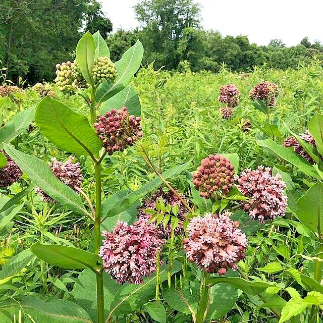 PINK MILKWEED 101 SEEDS, COMMON MILKWEED, ASCLEPIAS SYRIACA, MONARCH BUTTERFLIES
