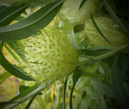 BALLOON PLANT Gomphocarpus Physocarpus – 20 Bulk Seeds