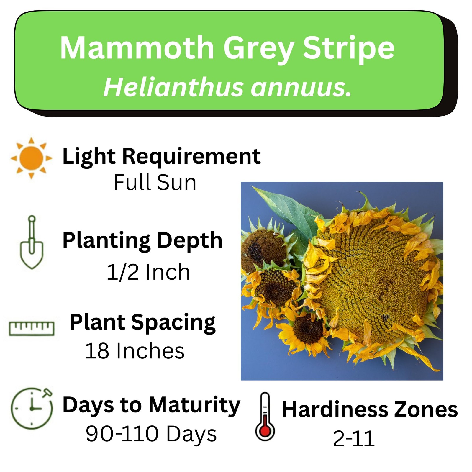 Sunflower Seeds for Planting Grow Giant Flowers 50 NonGMO Heirloom Seeds