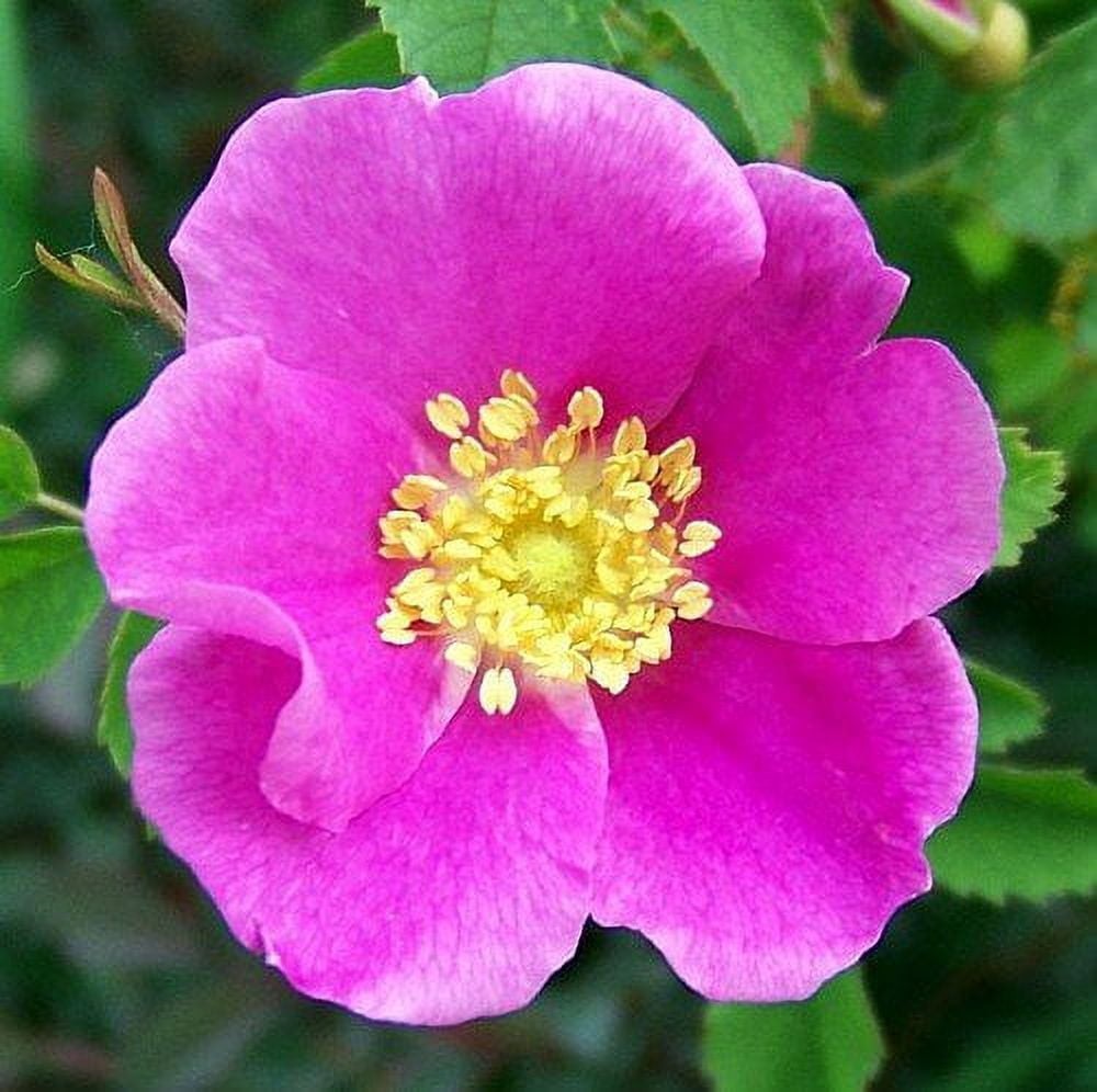 Rosa Woodsii aka Woods Rose 10 Seeds Free Shipping!