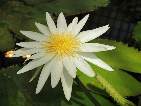 Nymphaea ampla | Dotleaf Waterlily | White Lotus | White Water Lily | 10 Seeds