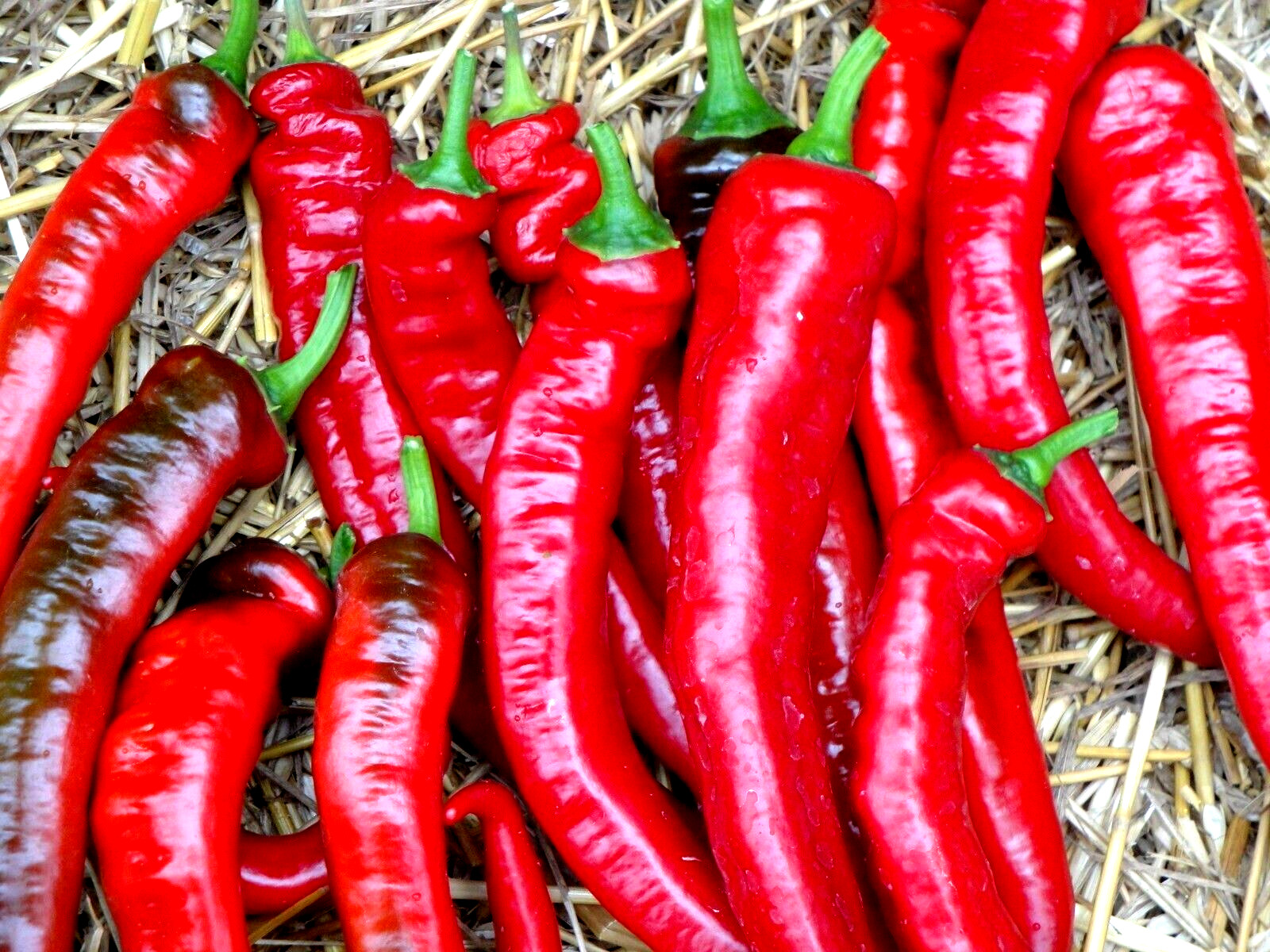 Jimmy Nardello Sweet Red Pepper 30 seeds Italian Heirloom Organic