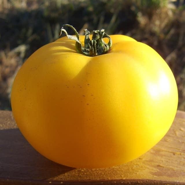 Native Sun, Tomato
