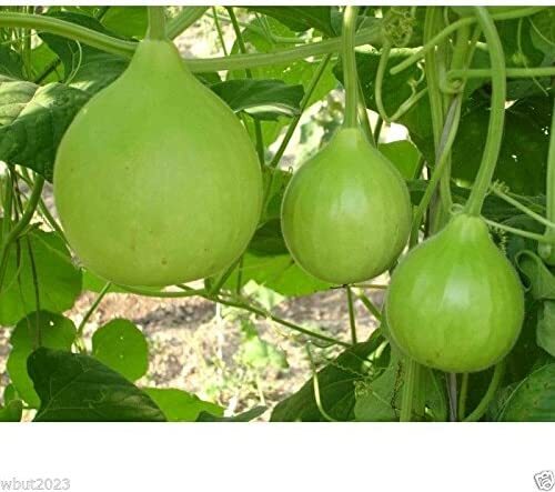 Bottle Gourd 30 Seeds – Nam Tao Klom Round Shaped Fruit Hạt Giống Bầu Tròn