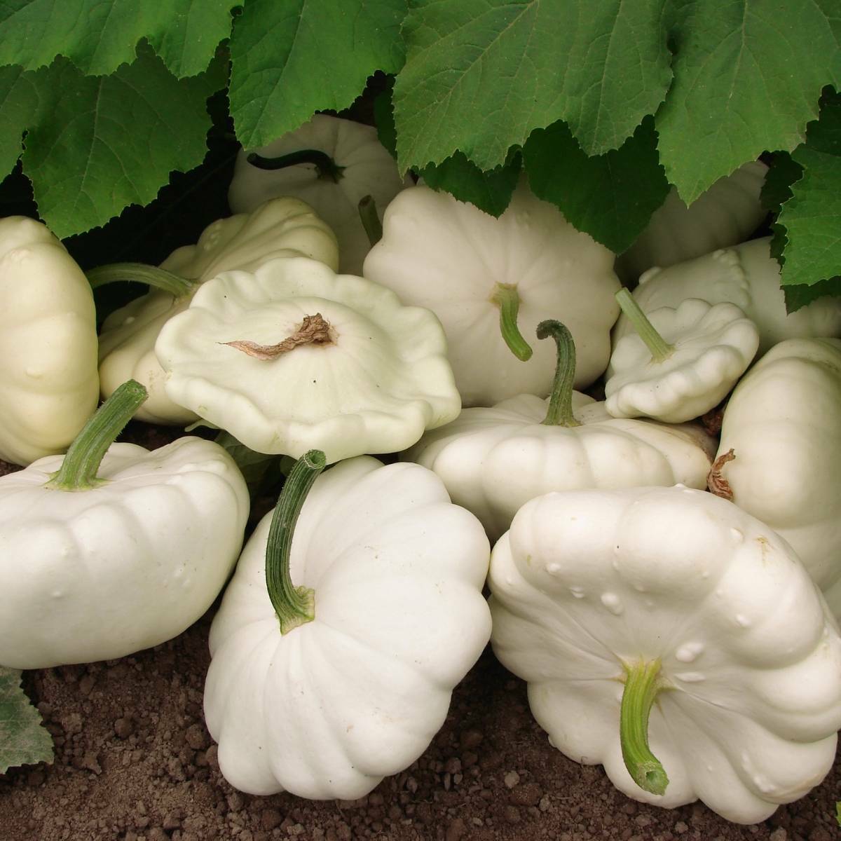 White Bush Scallop Summer Squash Seeds, NON-GMO, White Patty Pan, FREE SHIPPING