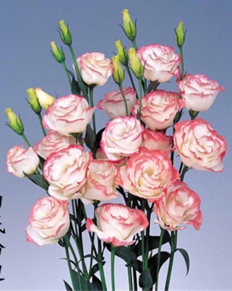 20 EXOTIC rare LISIANTHUS SEEDS for garden exotic flower plant beds USA SELLER