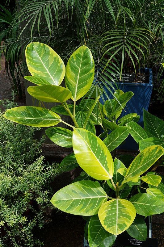 Ficus altissima variegata Asian Council Tree 4.5 inch pot size