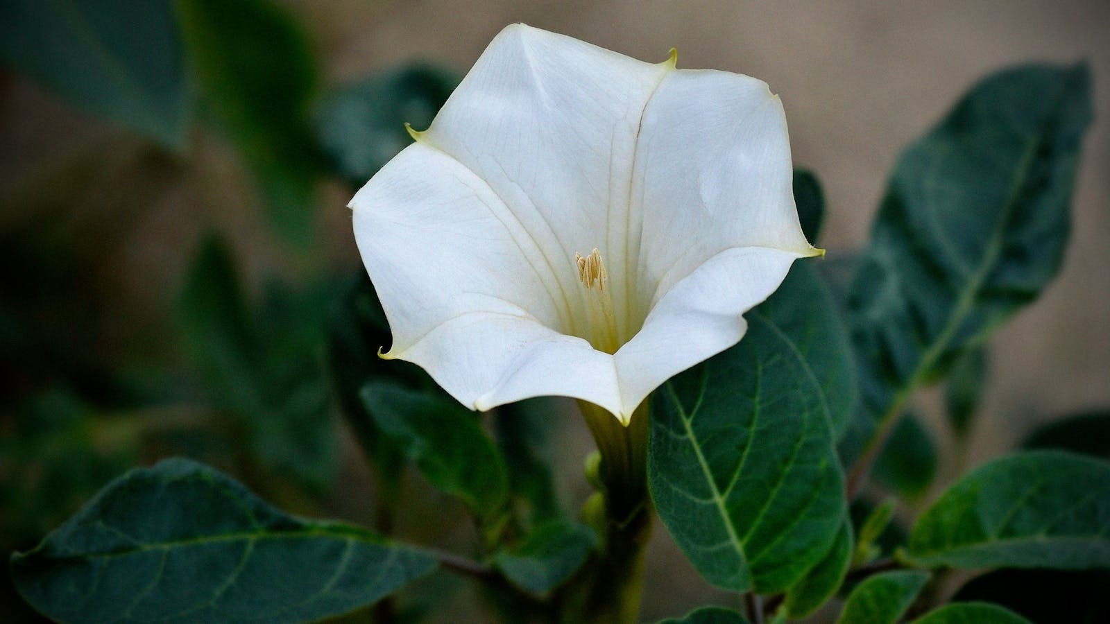 Moonflower seeds / Flowers / Vining / White / Perennial