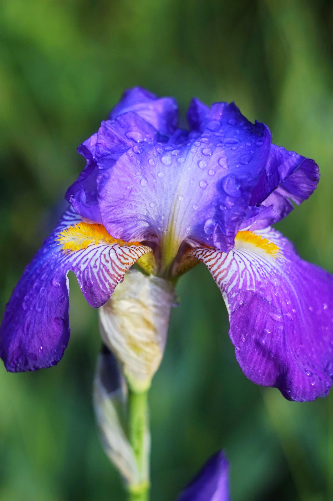 6x MIXED VARIETIES/COLORS BEARDED IRIS Bulbs/Rhizomes FRESH