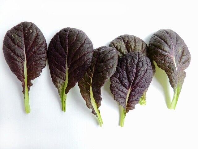 SCARBOROUGH SEEDS Osaka Purple Mustard 500 Seeds-Open Pollinated-Non GMO-USA