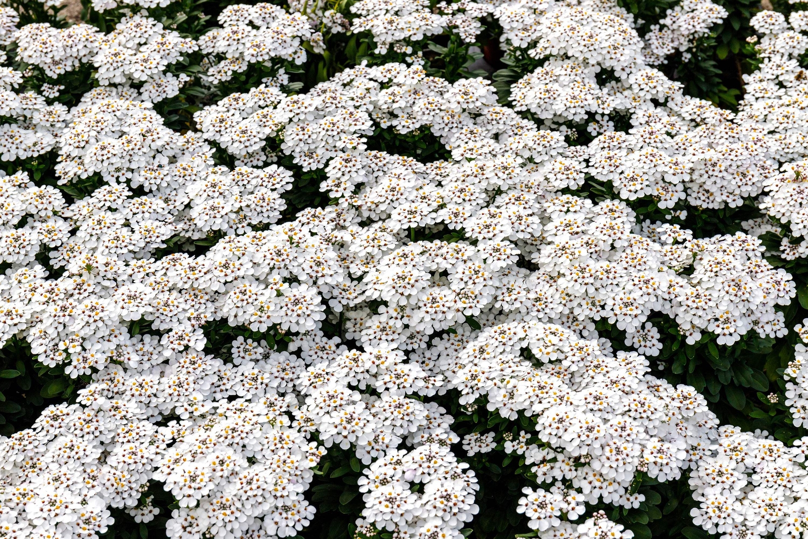 1000 WHITE EMPRESS CANDYTUFT Iberis Amara Flower Seeds *Flat S/H