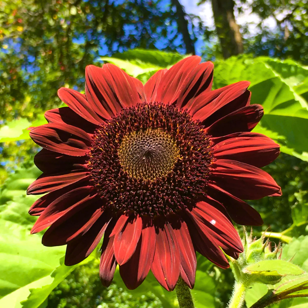 Fresh Premium Chocolate Cherry Sunflower Seeds | Heirloom Non-GMO | Flower Seed