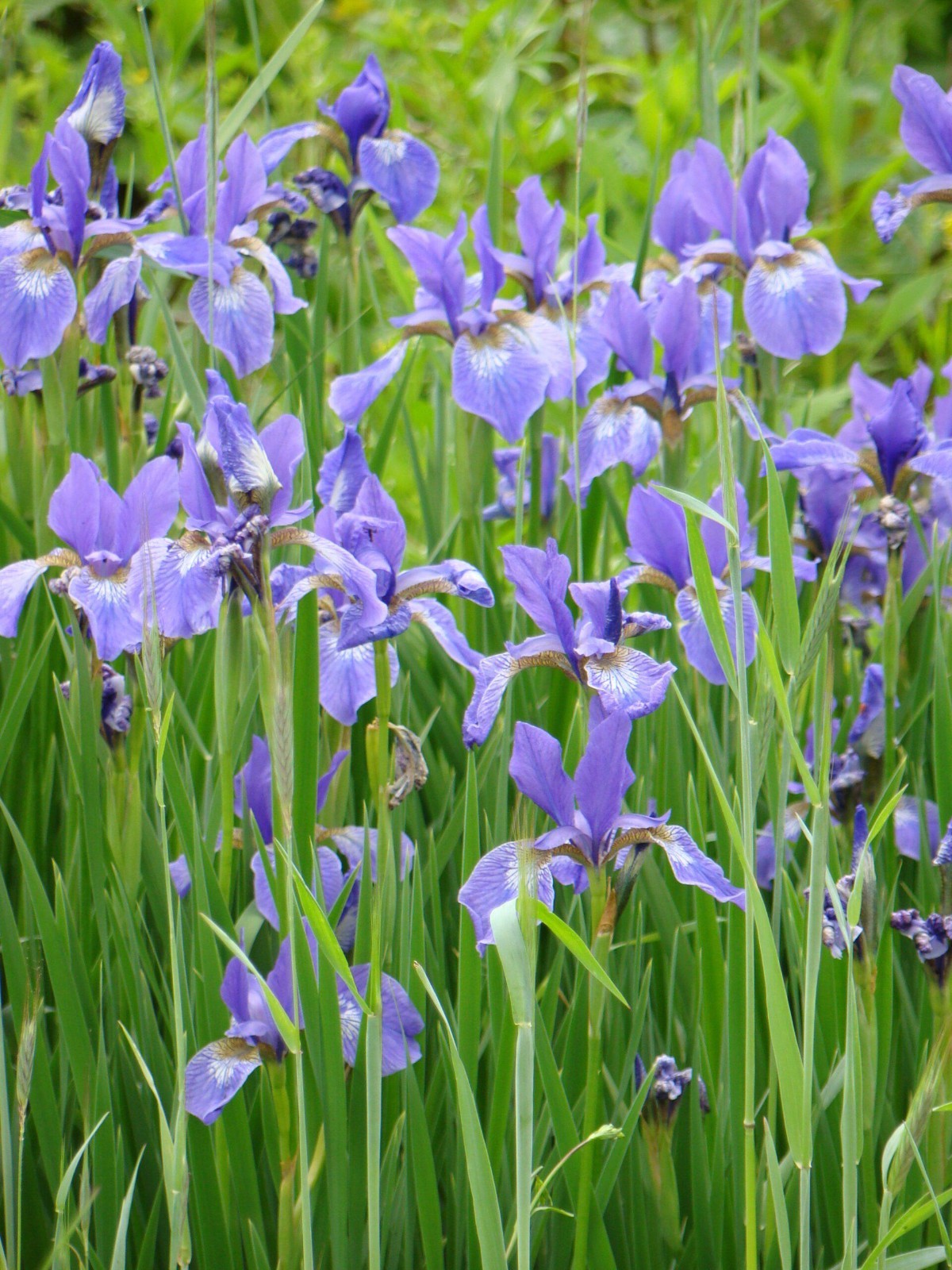 Blue Flag Iris – Ground Cover/(Iris Versicolor) Bare-root- Rizomes