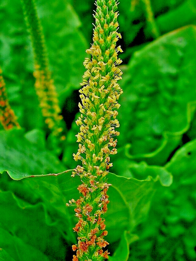 WIDE LEAF PLANTAIN 500 SEEDS, PLANTAGO MAJOR