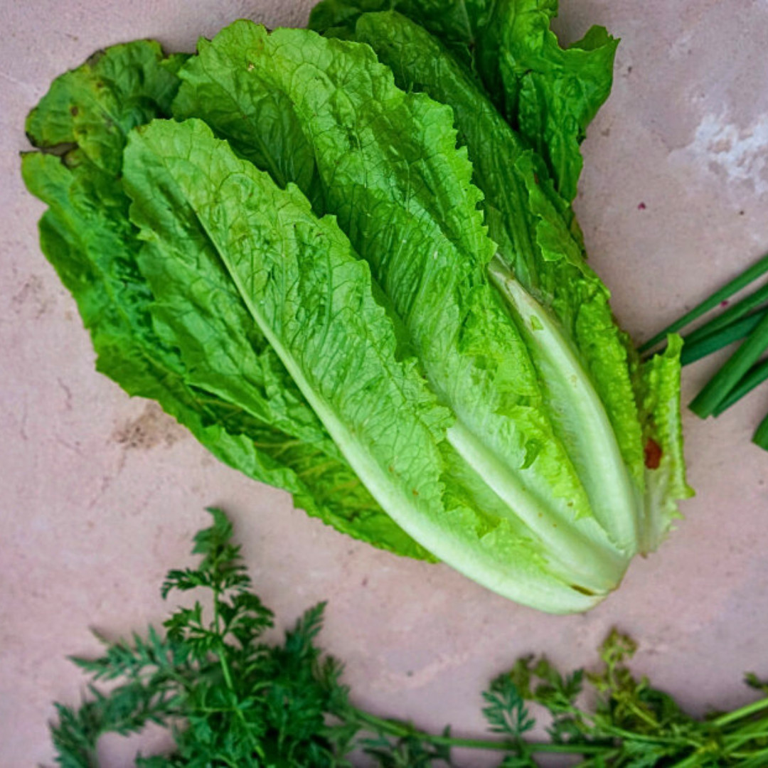 Fresh Crisp Giant Caesar Romaine Lettuce Seeds| Heirloom Non-GMO | Vegetables