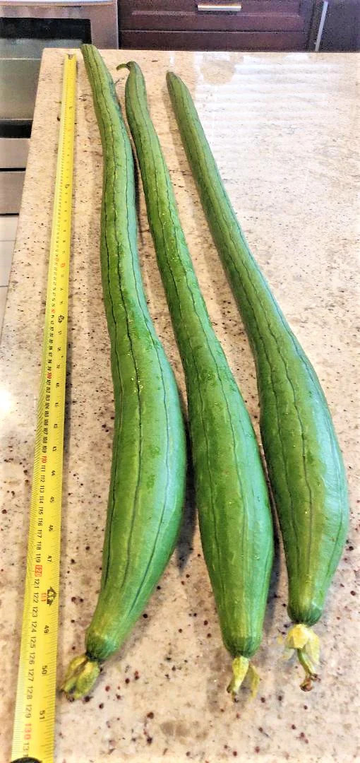 Extra Long Luffa Gourd Seeds | USA Asian Chinese Okra Loofah Bitter Melon 2023