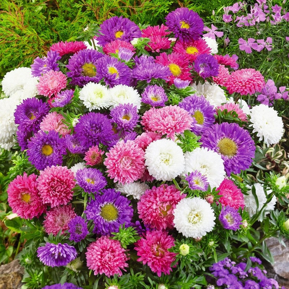 500+ Powder Puff Aster Seeds – Rainbow Mix – Chrysanthemum – Fresh Cut Flowers