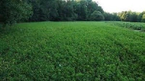 1 LB White Ladino Clover Seed Food Plot Seed Highest Nutrition for Deer Turkeys