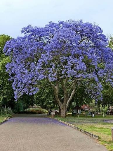 Jacaranda Mimosifolia Bonsai Tree Seeds (1,000 Seeds) + Growing Instructions
