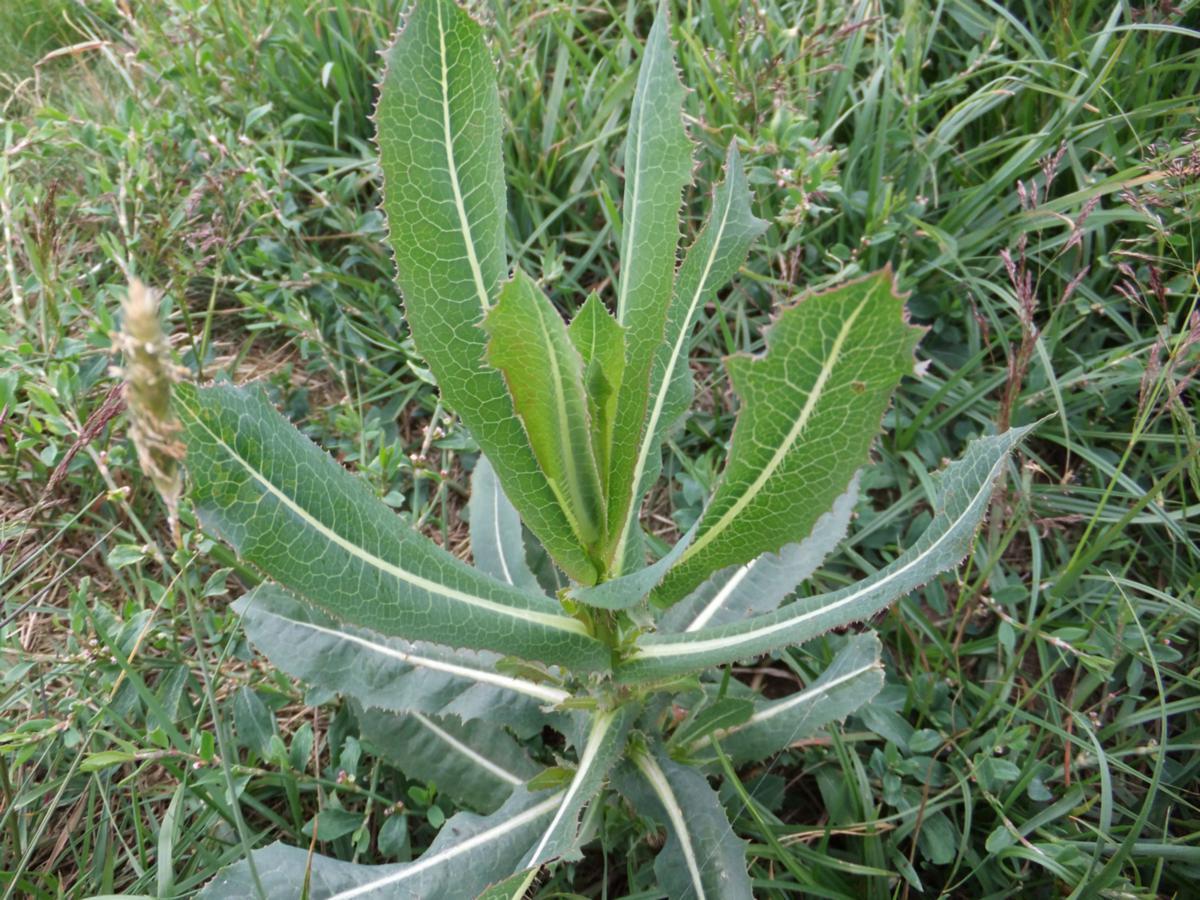 Wild Lettuce (Lactuca virosa) & Prickly Lettuce (L. serriola) Buyer Gets Both