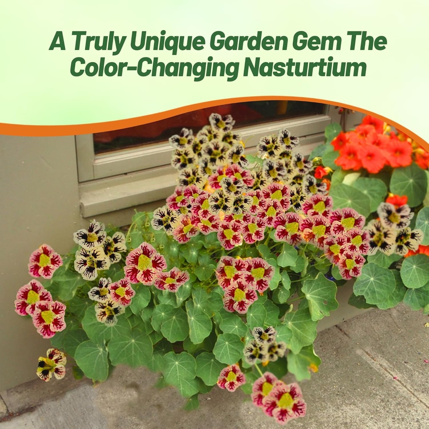 50 Seeds Tropaeolum majus Orchid Cream Nasturtium Vine & Flower Seeds