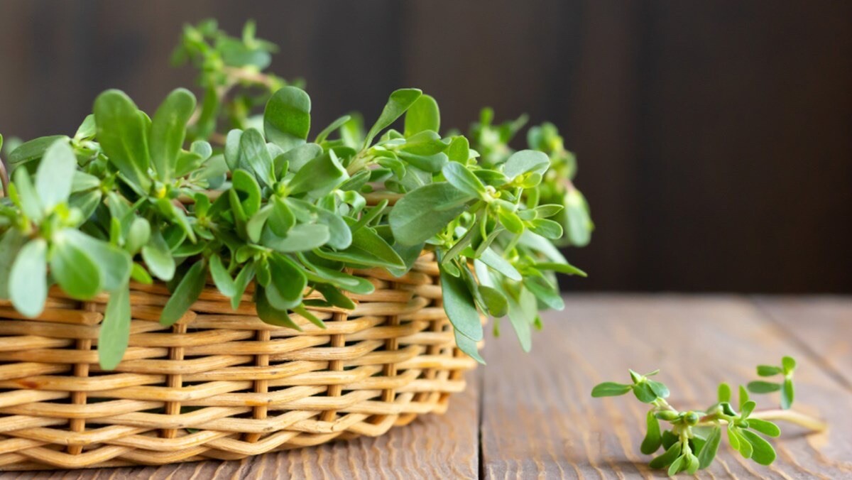 Portulaca Oleracea, Common Purslane, Pursley – 300 Seeds 2023 – USA