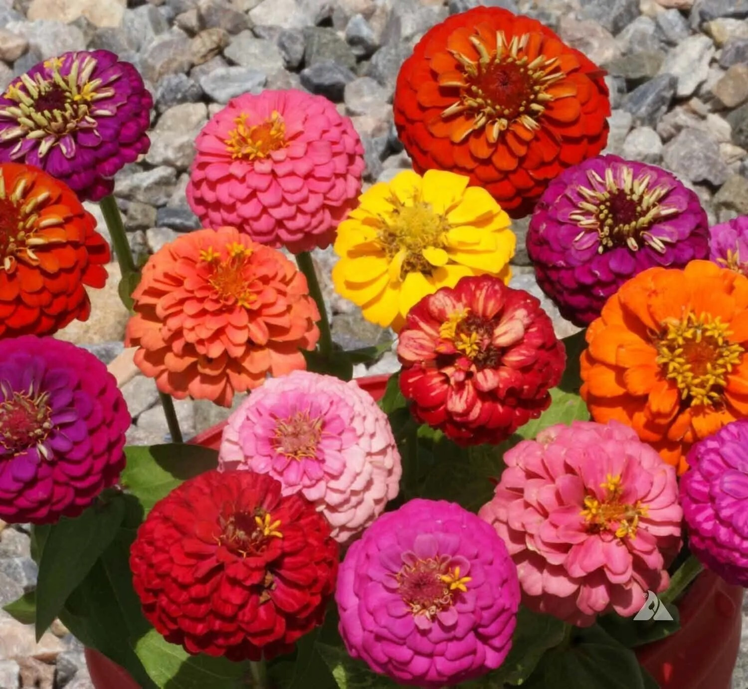 1000+ ZINNIA DWARF THUMBELINA MIX – Butterflies – Hummingbirds — CUT FLOWERS