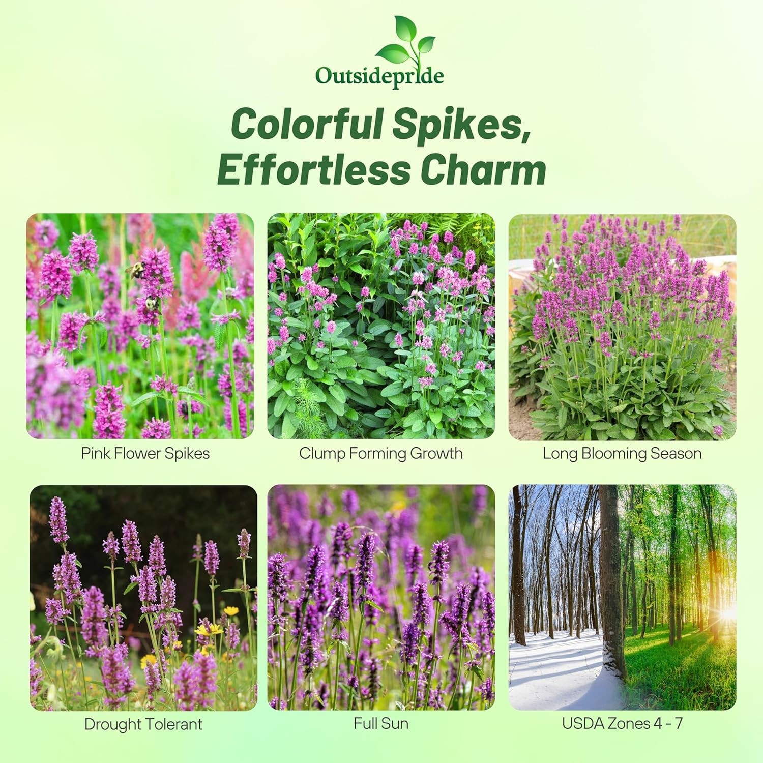 1000 Seeds Stachys Officinalis Betony Herb Seeds