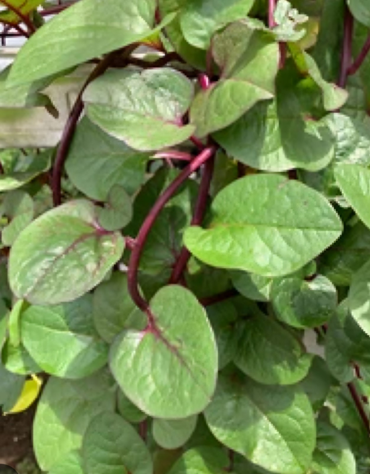 20 Organic Red Rubra Malabar Spinach Alugbati Seeds for 2025 with Tracking USA