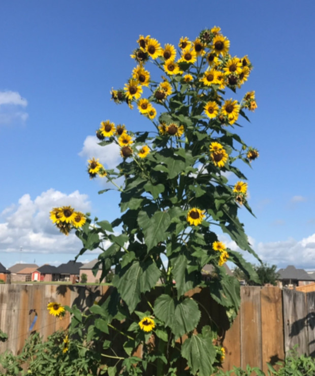 Sunflower SKYSCRAPER 144” TALL Edible HEIRLOOM HUGE FLOWERS! Non-GMO 25 Seeds!