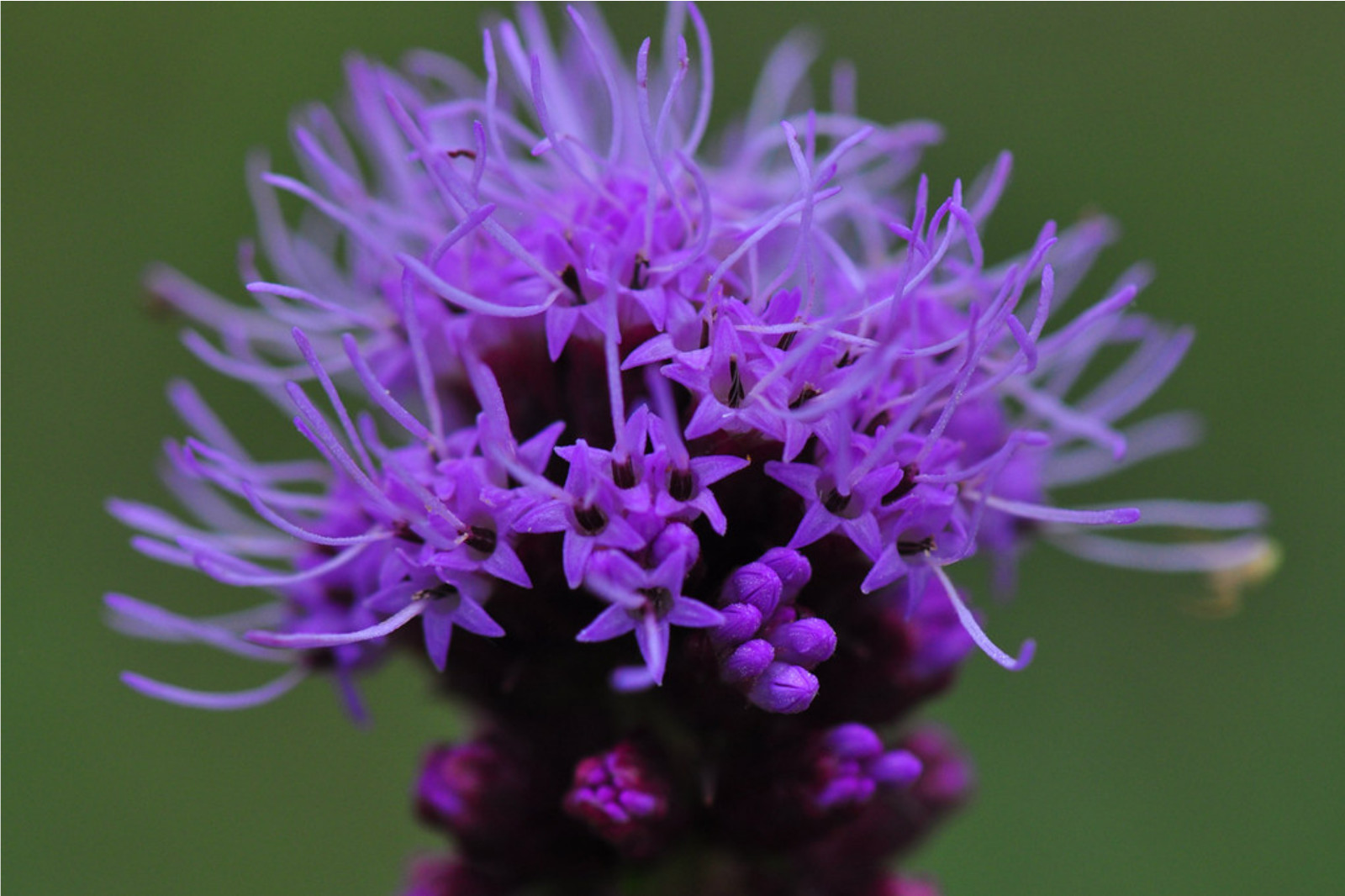 Liatris Spicata – Kobold Strain seed