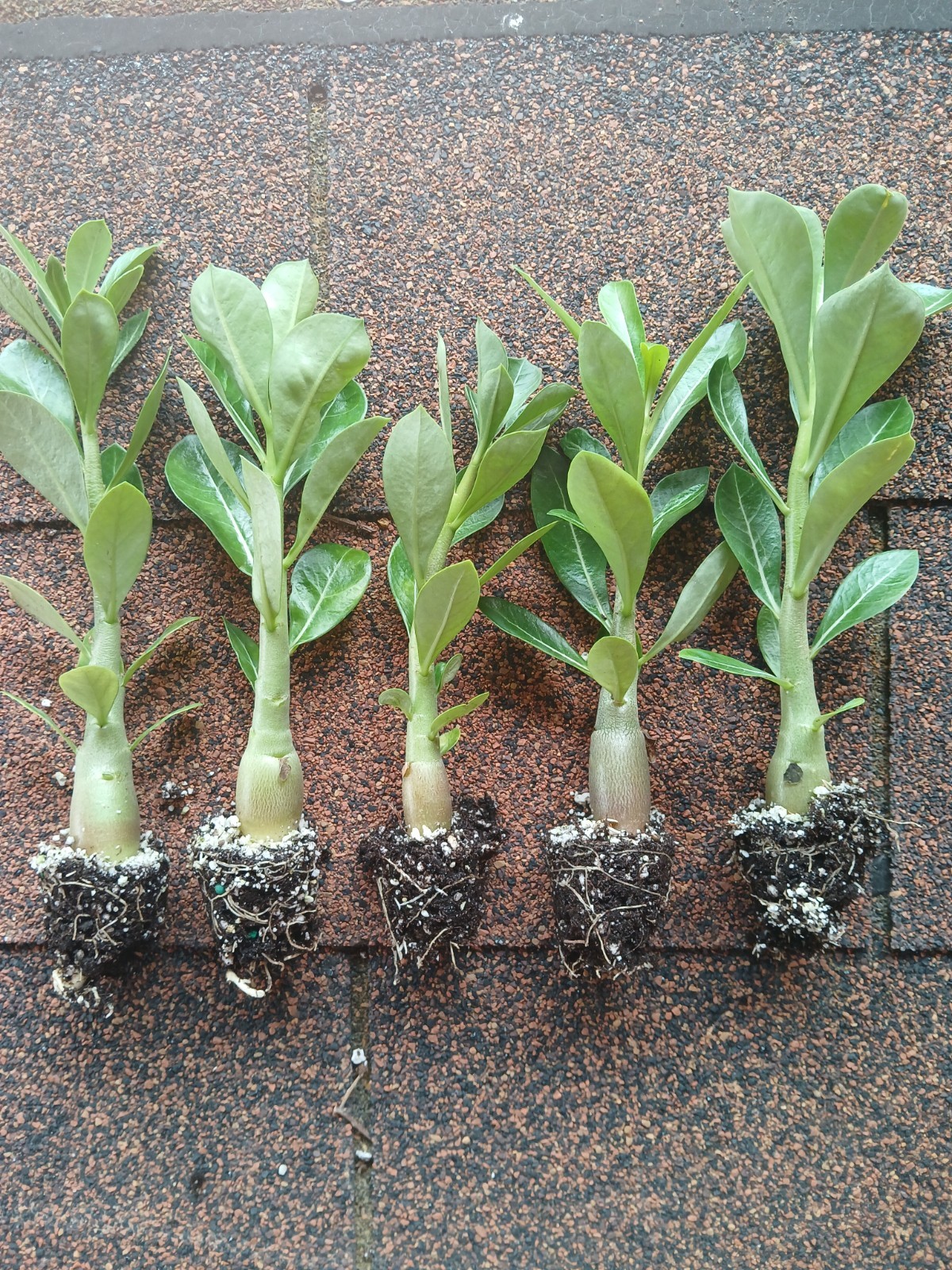 Desert Rose Live Plants, 4 Pack, Adenium Obesum, Mixed Color Blooms, Bulk Plants