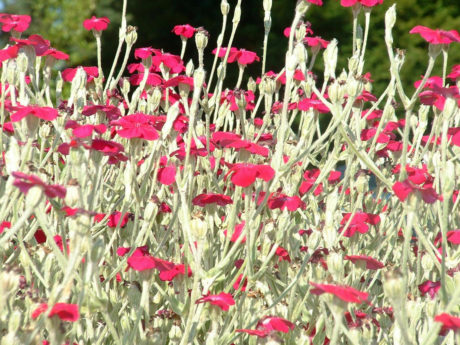 Purple-Rose Campion Perennial Vibrant Deep Color & Constant Flowering~120 Seeds