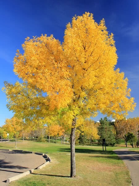 20 White Ash tree seeds