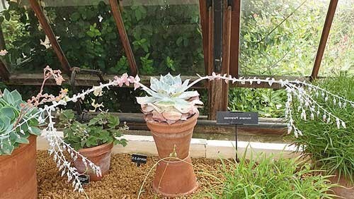 Dudleya pulverulenta ssp. pulverulenta | Chalk Liveforever | 20 Seeds