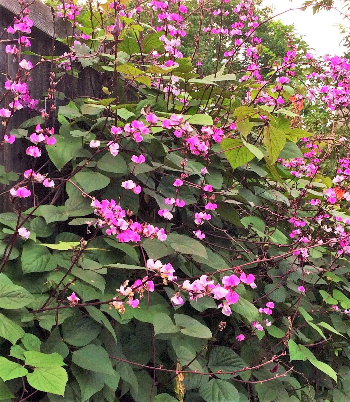 Purple Moon Hyacinth Bean Seeds (Pole) | Lablab Purpureus Dolichos Tonga 2024
