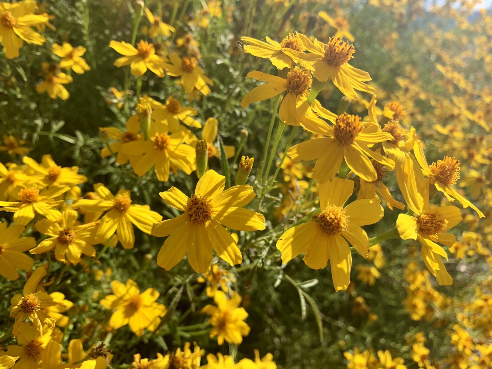 Mexican Marigold, Lemmon’s Marigold, Copper Canyon Daisy – 100+ seeds 2023 – USA