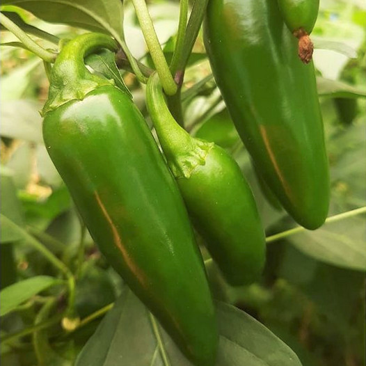 Jalapeno M Pepper Seeds | Chipotle Chili Verde Chile Mexican Vegetable Seed 2024