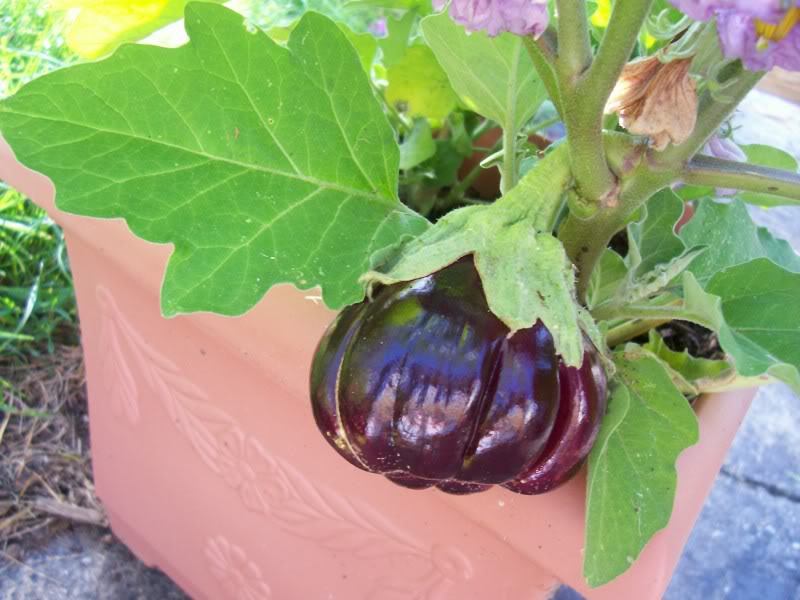 25 RUFFLED RED EGGPLANT Pumpkin On A Stick Edible & Ornamental Solanum Melongena