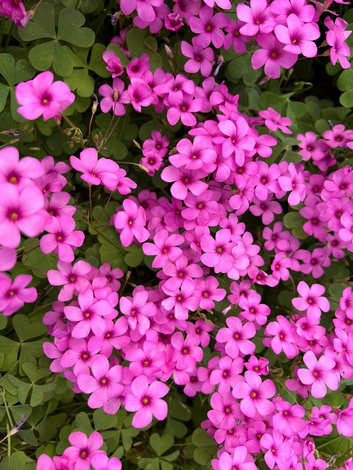 Oxalis “Articulata ssp Rubra” Shamrock/Wood Sorrel Bulb or Plant (You Choose)