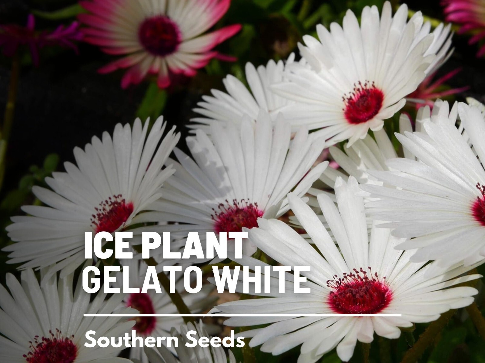 Ice Plant, White – 200 Seeds – Heirloom Flower (Dorotheanthus bellidiformis)