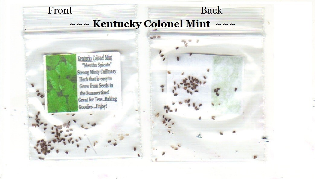 Kentucky Colonel MINT HERB 25 SEEDS USA Seller